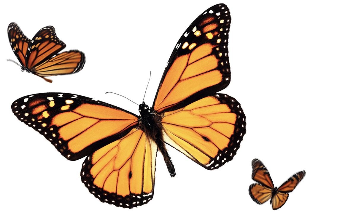 monarch-butterflies